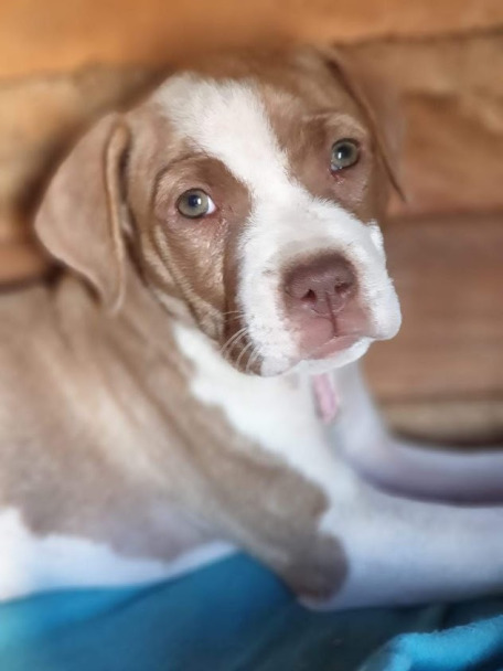 Puppy needing to be adopted