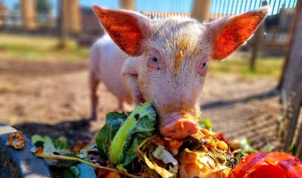 Abused and neglected calf