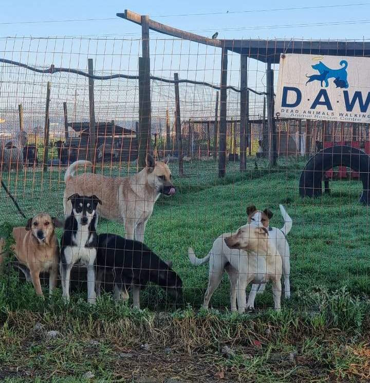 Angelique caring for a rescued puppy