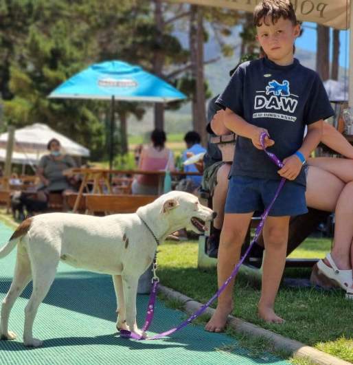Removing ticks from neglected puppy