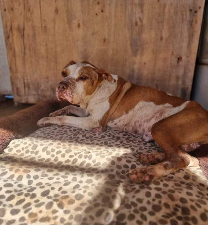 An excited dog ready for adoption